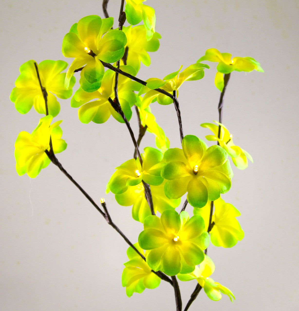 Beautiful green and yellow frangipani flower with stem LED light. 