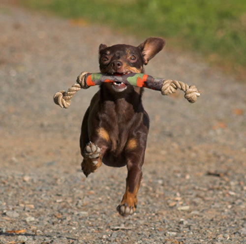 A small, determined Tan dog looks like she is floating in the air as he runs down a gravel path with a Big rope and leather chew toys in its mouth, seeming very proud of them self as they do. 