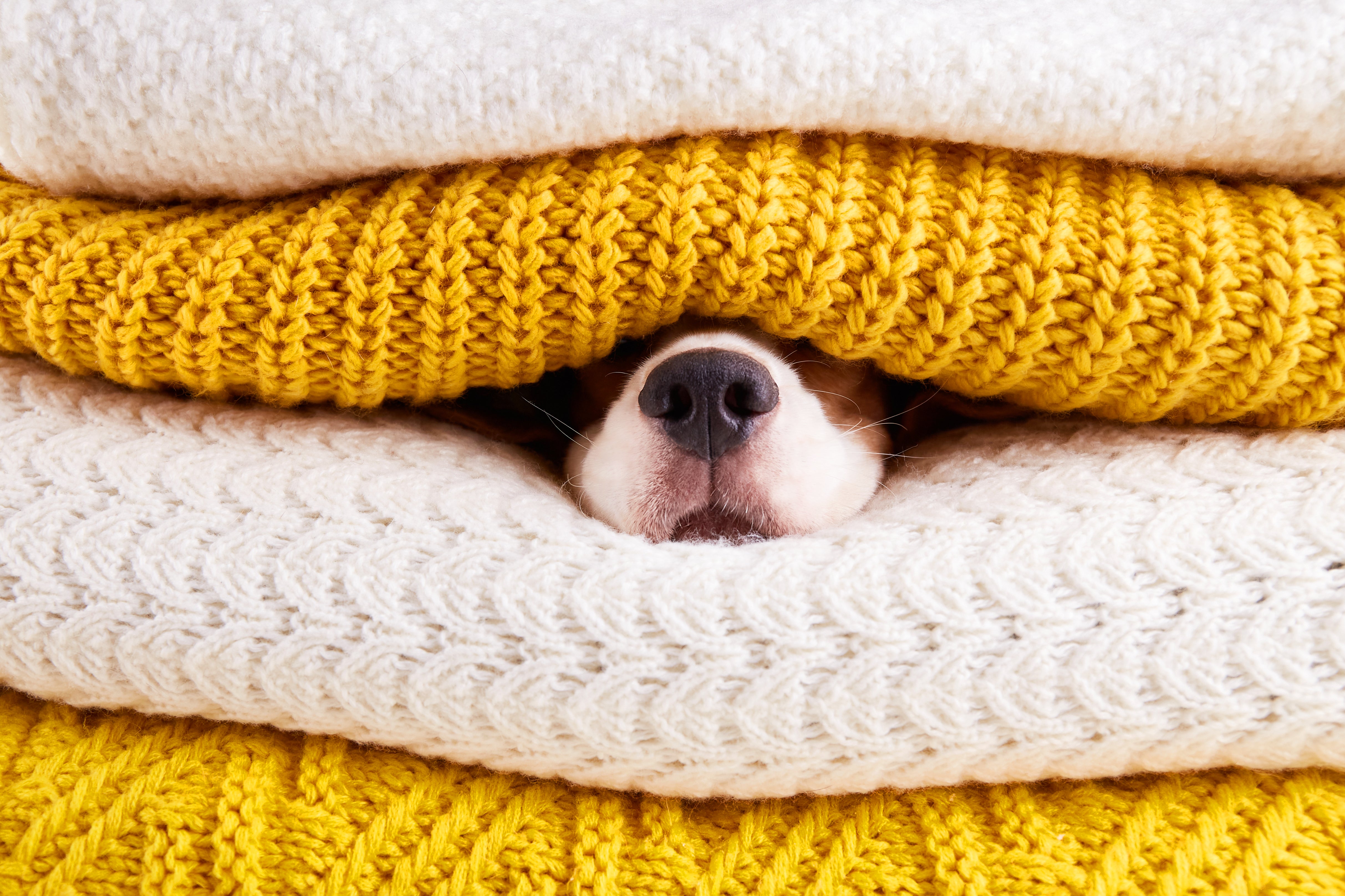A little dog has only its adorable black and white and brown furred nose poking out between an Orange and white knitted blankets.